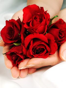 Female hands with red roses on silk background